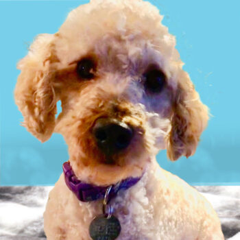 Charlie, miniature poodle, Adoption Pending!
