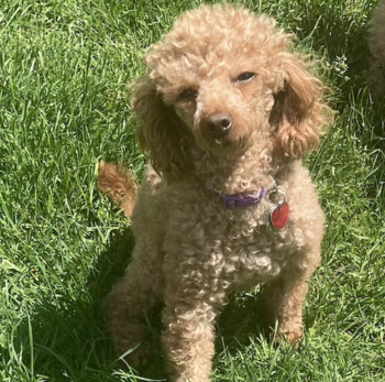 Georgie, male Toy Poodle–Adopted!