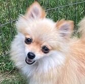 Jenny, tiny Pomeranian