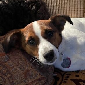 Turk, young Fox Terrier mix–Adopted!