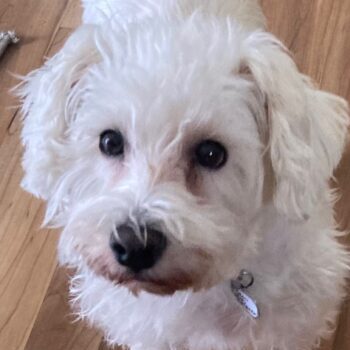 Cami, white Schnauzer