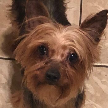 Chanel, female Yorkie