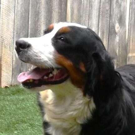 Opal, Bernese Mt. Dog