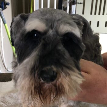Mandy, Schnauzer female