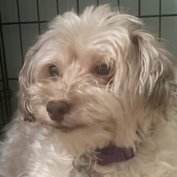 Buddy, male Havanese
