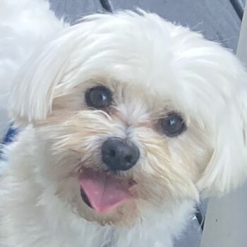 Sammy, Male Maltese