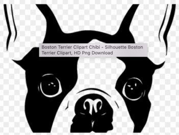 Female Boston Terrier (no photo yet)