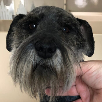 Lincoln — Adopted!