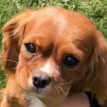 Charlie, King Charles Cavalier