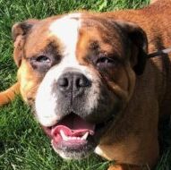 Macy, Bulldog–Adopted