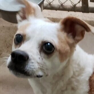 Leroy, terrier mix (senior)