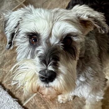 Candy, Miniature Schnauzer