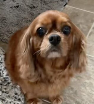 Ruby, King Charles Cavalier