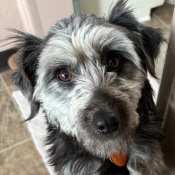 Toola, Schnauzer mix