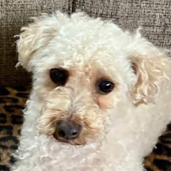 CoCo, male Poodle mix