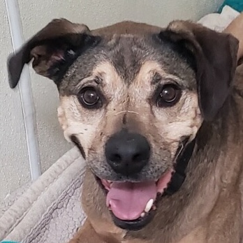 Kobe, mixed breed male