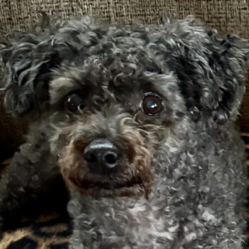 Pearl, female Poodle mix