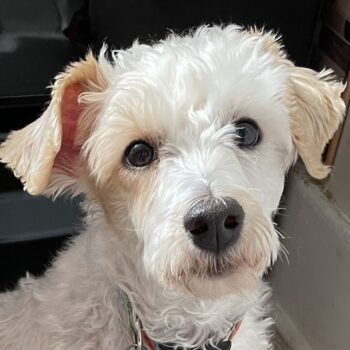 Sophie, Schnauzer/Poodle mix