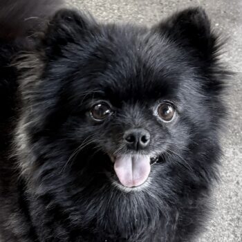 Patty Cake, Pomeranian cutie!