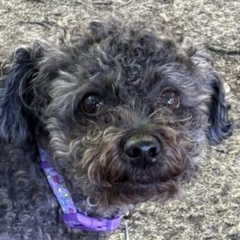 Pearl, female Poodle mix