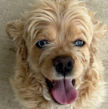 Cocker Spaniel Females