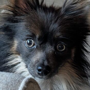Missy, Pomeranian Mix