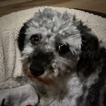Jasper, Miniature Poodle Mix