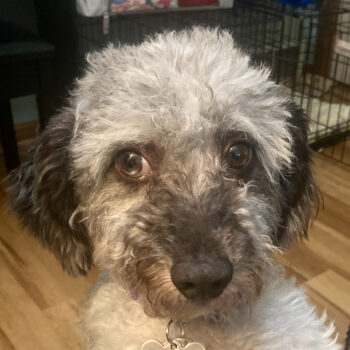 Jasper, Miniature Poodle Mix