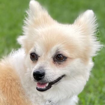 Lacy, pretty Pomeranian!