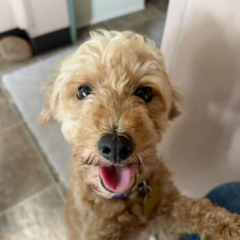 Daisy, miniature poodle