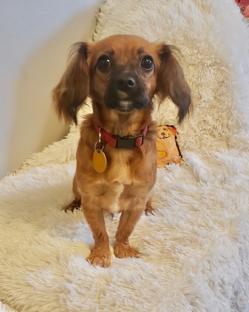 Little dogs needing homes