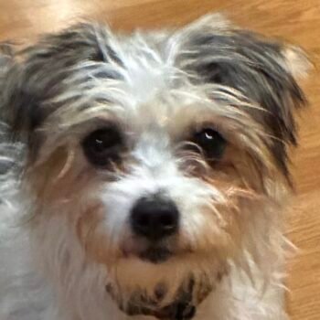Buddy, Maltese mix