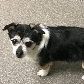 Lucy-Senior