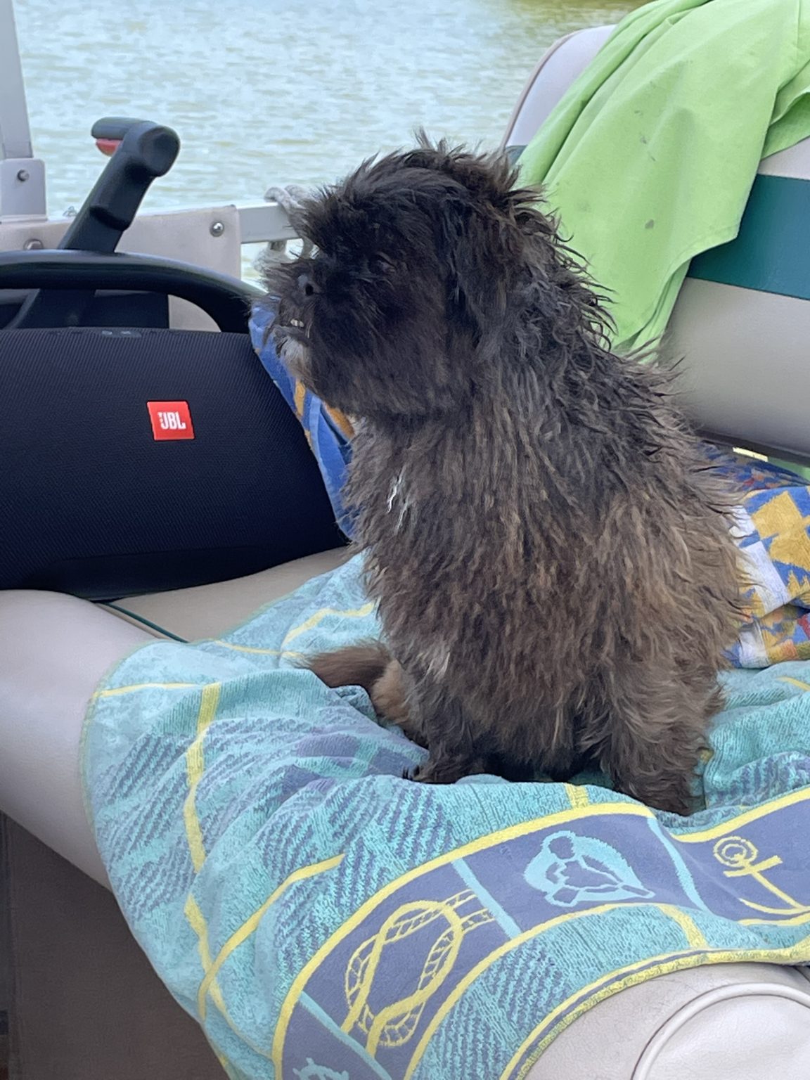 Second Chance Small Dog Rescue Finding Homes for Small Dogs in