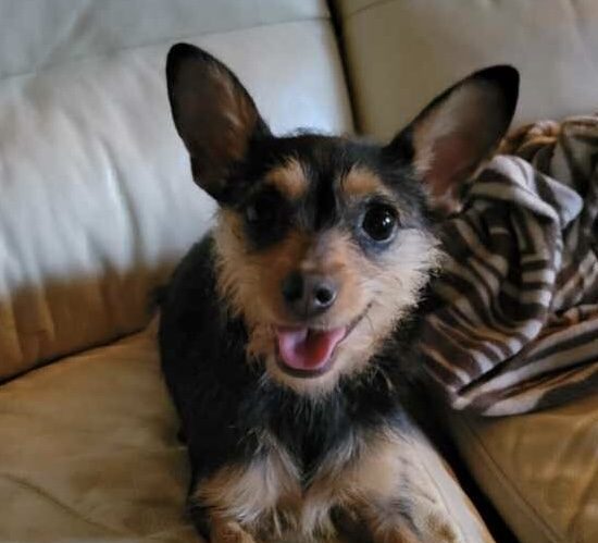Adopted! – Cookie (Chihuahua mix)