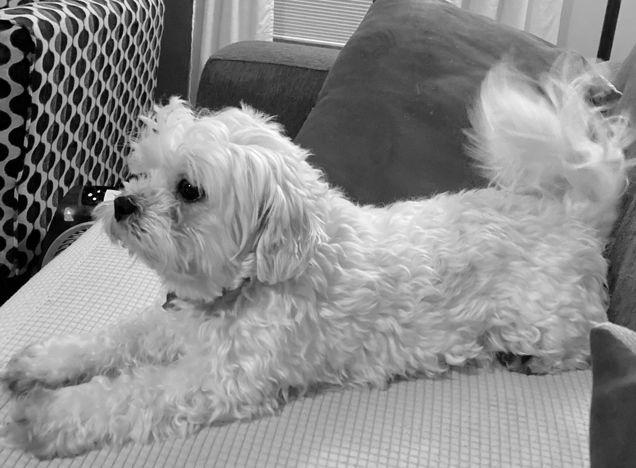 sophie-sue-shih-tzu-bichon-mix-adoption-pending