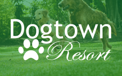 3 Dogs Adoptable from Dogtown Resort