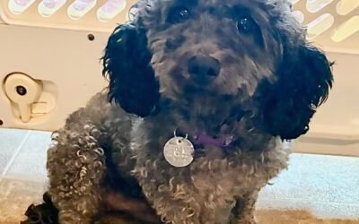 Molly, Miniature Poodle mix