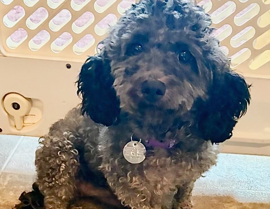 Molly